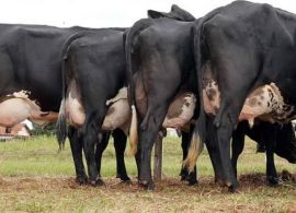 Custo de produção elevado e abate de matrizes devem limitar oferta de leite em 2020
