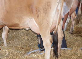 Saiba o que fazer para evitar o novo coronavírus na fazenda leiteira