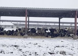 Mais de 1600 vacas de leite morrem com forte nevasca no Estado de Washington