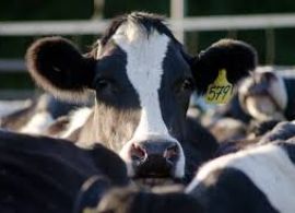 Pesquisador da Embrapa projeta mudanças no mercado global de leite devido à Covid-19