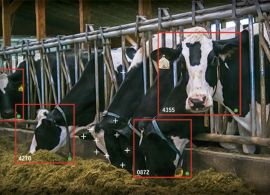 Reconhecimento facial para vacas de leite já está se tornando uma realidade