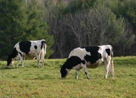 Apesar dos preços seguirem firmes em abril, Cepea projeta cenário desfavorável para o leite