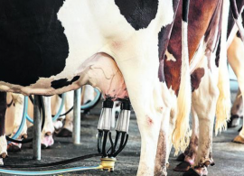 Nota CNA - Indústrias lácteas precisam cumprir acordos estabelecidos pelos Conseleites