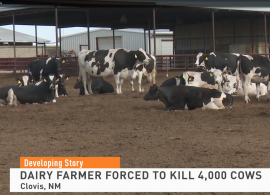 Poluição na Água força descarte de 4000 vacas em fazenda nos EUA