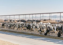 Três mitos desmascarados sobre gado e mudança climática