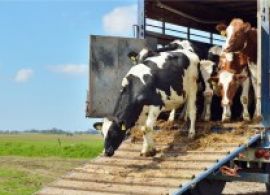 Mapa e IICA oferecem curso online gratuito sobre transporte legal de bovinos