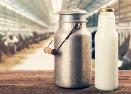 Importações de lácteos crescem no mês de julho