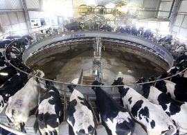 Secretaria de Agricultura do Paraná mostra cenário para leite e derivados