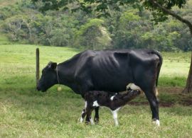 ABRALEITE reforça pedido de apoio ao setor leiteiro