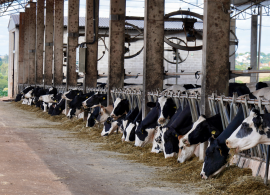 Exportações brasileiras de leite apresentaram altas