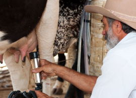 FAESC: Consumo de leite despenca, preço cai e produtor já está no prejuízo