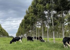 Parceria entre Embrapa e Nestlé para pecuária de leite de baixo carbono