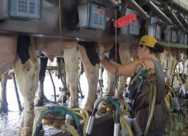 Margem de lucro de produtores de leite diminui