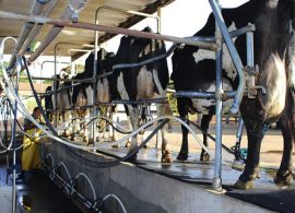 Crise no setor leiteiro ameaça produtores de Minas Gerais