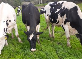 Reforço nas pastagens ajuda a otimizar custos da produção de leite