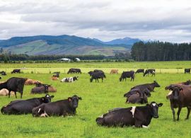 NZX Futures aponta para preço forte de leite na próxima temporada da Nova Zelândia