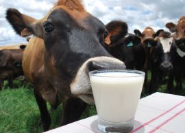Valor de referência do leite chega a R$ 1,7150 no RS