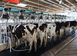 Preço do leite ao produtor sobe 8% e atinge recorde para o mês de junho