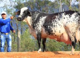 Vaca bate recorde e produz mais de 100 mil kilos de Leite