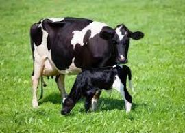 EMBRAPA: Alto custo de produção e clima prejudicam a oferta de leite