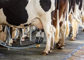 A venda de bezerros para corte e descarte de vacas para abate e seu impacto na rentabilidade da atividade