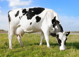 Produtividade média por vaca registra expansão de 64% em uma década