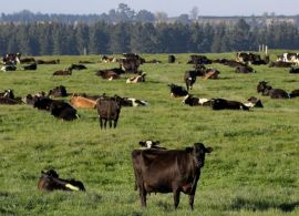 Nova Zelândia: fazendas estão optando por ordenhar as vacas uma vez ao dia