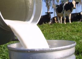 Preço do leite pago em outubro recua 2,2%