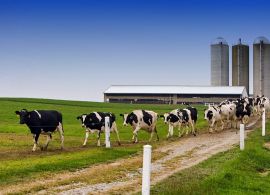 WSJ: Produtores de leite precisam de lucros, não de esmolas
