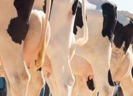 França: fitogênicos para reduzir o uso de antibióticos em fazendas leiteiras