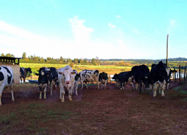 Estiagem prejudica novamente produção de leite no Rio Grande do Sul
