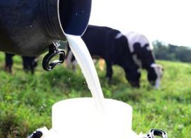 Produtores de Novo São Joaquim (MT) ameaçam suspender o fornecimento de leite