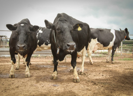 Paraná é recordista na criação de Vacas Vitalícias