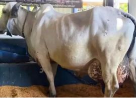 ExpoZebu: Vaca bate recorde mundial de produção de leite em Uberaba