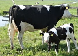 EMBRAPA: Custos de produção do leite subiram 0,4% em abril