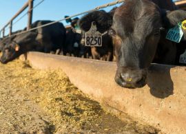 Abraleite e Embrapa promovem workshop sobre a produção de vitelos e novilhos precoces com os machos de origem leiteira