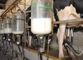 CEPEA: Movimento de alta ganha força e leite acumula valorização de 14,5% no ano