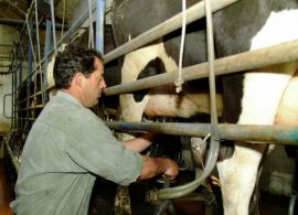 Portugal: Preço do leite está levando ao fechamento de leiterias