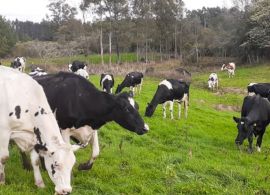 Excesso de chuvas prejudica pastagens para o gado leiteiro