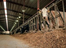 Embrapa: Aumentam as incertezas no mercado de leite