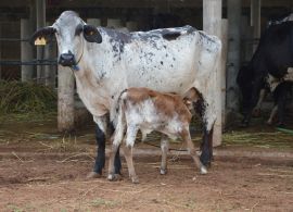 Minas Gerais mantém liderança na produção de leite no Brasil