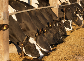 Cancelado debate sobre propostas que incentivam a pecuária leiteira - Agência Câmara de Notícias