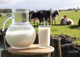 Produção de leite orgânico está crescendo no Brasil