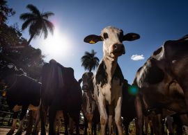 EMBRAPA: 2022 gerou grandes impactos na cadeia do leite