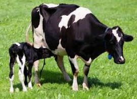 Ministério da Agricultura estuda políticas para melhorar a cadeia produtiva do leite