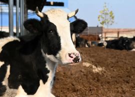 China clona com sucesso 'Super Vacas' pela primeira vez na história