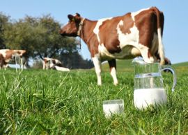 CEPEA: Preço do leite se mantém em alta em fevereiro