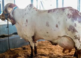 Vaca Gir Leiteiro bate recorde mundial de produção de leite