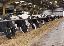 Ferramenta da Embrapa ajuda a aumentar a eficiência das propriedades leiteiras