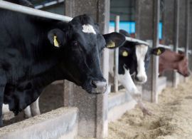 Santa Catarina investe R$ 1 milhão em ação para apoiar produtores de leite